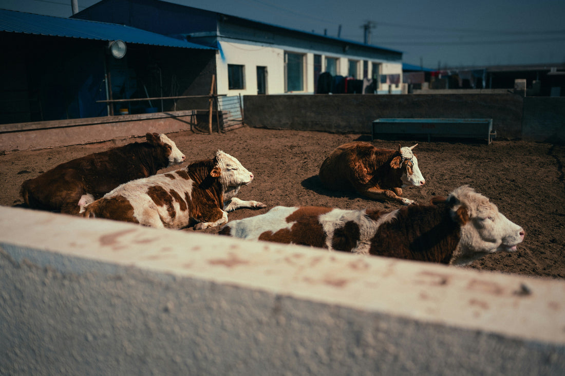 Your Sick Pen is Killing Your Profit: The Real Cost of Calf Scours and Probiotic Breakdown