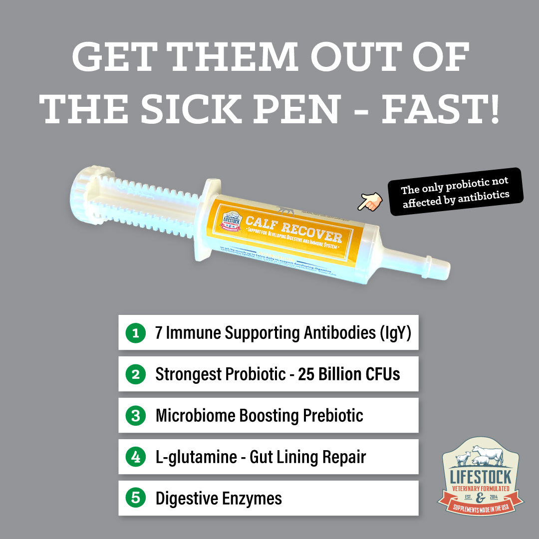 Calf Recover Paste (12 Count Box)