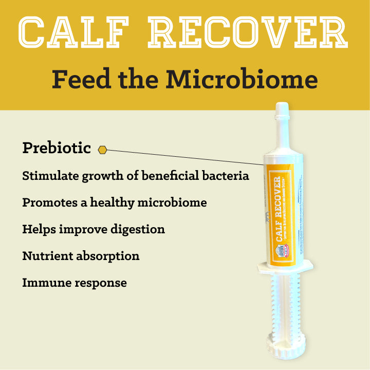 Calf Recover Paste (12 Count Box)