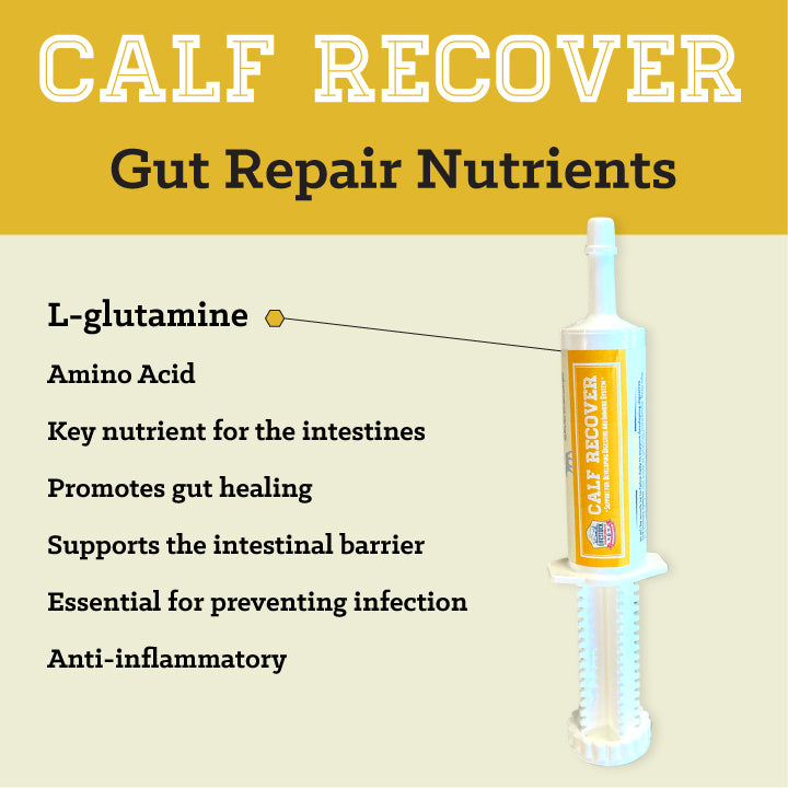 Calf Recover Paste (12 Count Box)