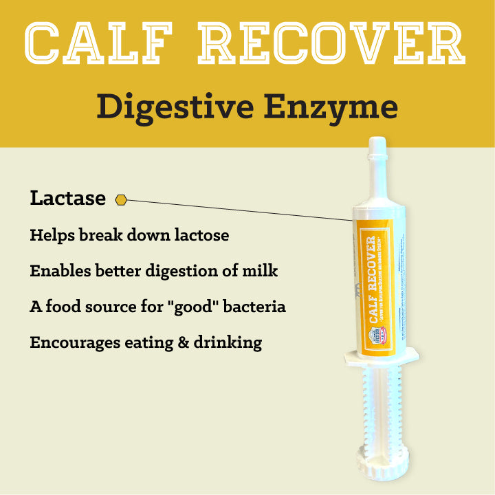 Calf Recover Paste (12 Count Box)